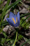 Prairie pleatleaf